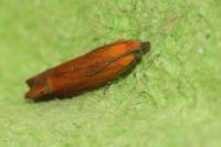 Lathronympha strigana