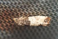 Spilonota ocellana