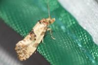 Neocochylis molliculana