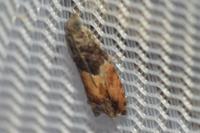 Epinotia nisella