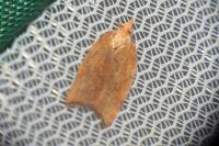 Acleris