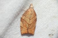 Pandemis corylana