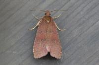 Celypha rosaceana