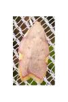 Carcina quercana