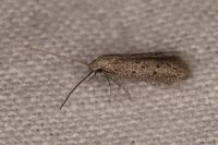 Dysspastus perpygmaeellus