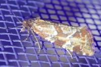 Aethes hartmanniana/piercei