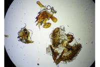 Aethes hartmanniana/piercei