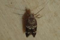 Mompha subbistrigella