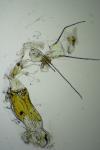 Mompha subbistrigella