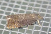 Dichrorampha aeratana