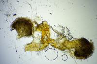 Dichrorampha aeratana