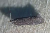 Athrips rancidella