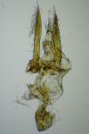 Athrips rancidella