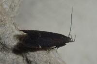 Aproaerema vinella