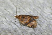 Epagoge grotiana