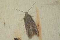 Scrobipalpa acuminatella