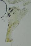 Scrobipalpa acuminatella