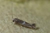 Elachista stabilella