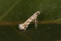 Gracillaria