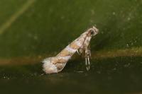 Gracillaria