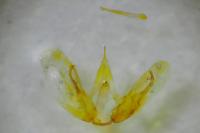 Merrifieldia baliodactyla