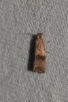 Celypha striana