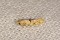 Bucculatrix ulmella