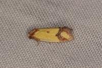 Agapeta zoegana