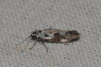Ethmia quadrillella