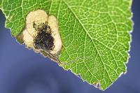 Stigmella plagicolella