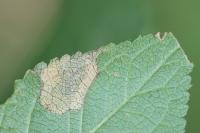 Stigmella plagicolella