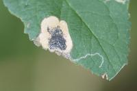 Stigmella plagicolella