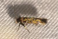 Pancalia leuwenhoekella