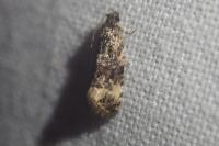 Endothenia