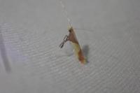 Caloptilia alchimiella