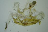Coleophora glaucicolella