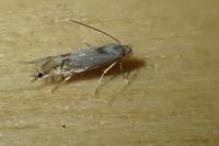 Phyllocnistis unipunctella