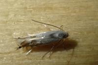 Phyllocnistis unipunctella