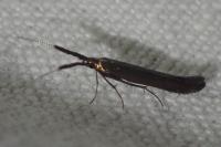 Coleophora mayrella