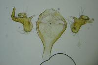 Digitivalva pulicariae