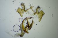 Coleophora lassella