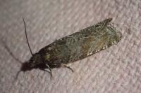 Rhopobota stagnana