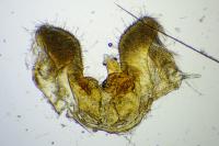 Rhopobota stagnana