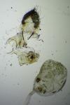 Acleris kochiella