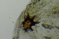 Acleris kochiella