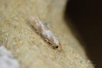 Bucculatrix ulmella