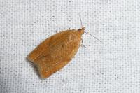 Clepsis consimilana