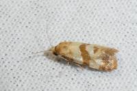 Phalonidia contractana