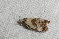 Neocochylis hybridella