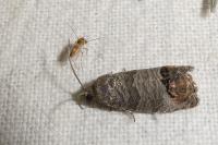 Cydia pomonella